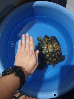 Red-eared Slider - Turtle Reptile