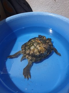 Red-eared Slider - Turtle Reptile