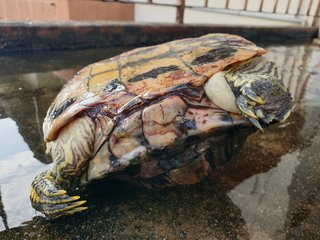 Red-eared Slider - Turtle Reptile