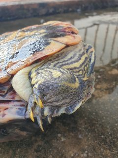 Red-eared Slider - Turtle Reptile