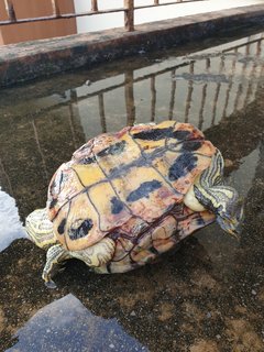 Red-eared Slider - Turtle Reptile