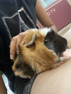 Selvi &amp; Valli - Guinea Pig Small & Furry