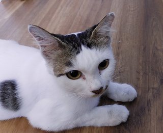 Fani - Domestic Short Hair Cat