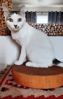 Fani - Domestic Short Hair Cat