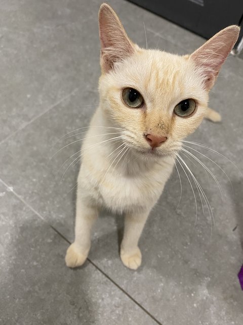 Creamy Cat - Domestic Short Hair Cat