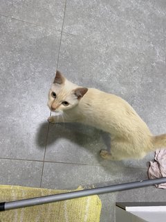 Creamy Cat - Domestic Short Hair Cat