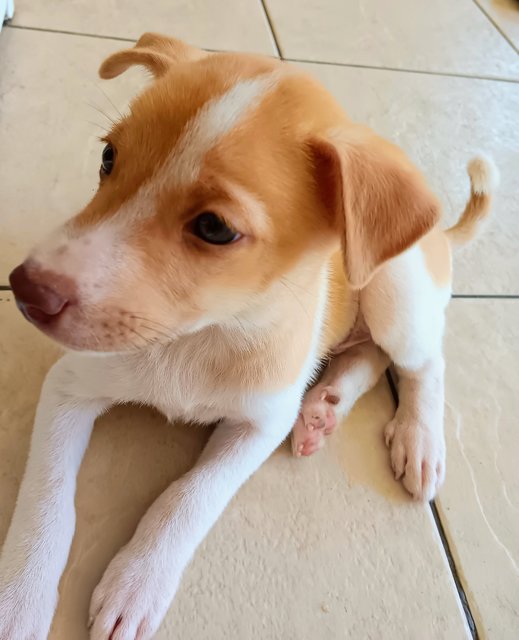 Rudolph - Mixed Breed Dog