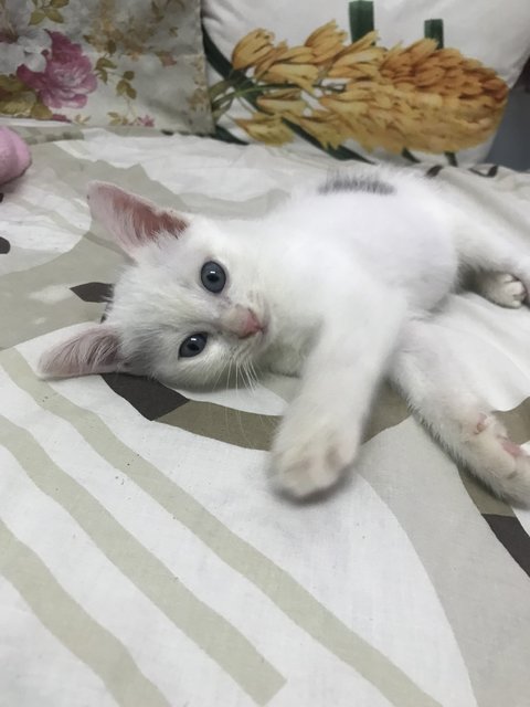 Fluffy - Domestic Medium Hair Cat