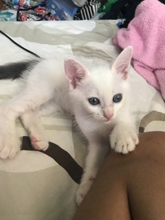 Fluffy - Domestic Medium Hair Cat