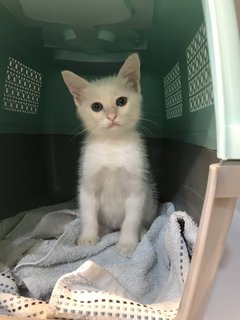 Fluffy - Domestic Medium Hair Cat