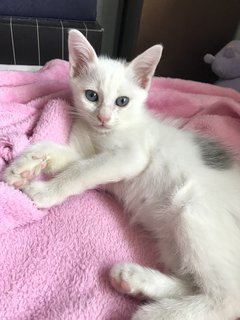 Fluffy - Domestic Medium Hair Cat