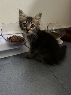 Chiquita - Domestic Medium Hair Cat