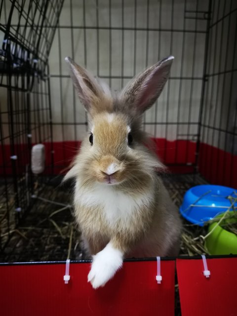 Mocha - Bunny Rabbit Rabbit