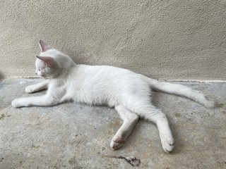 Sugar - Domestic Short Hair Cat