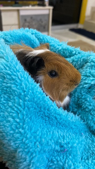 Chubby - Guinea Pig Small & Furry