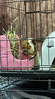 Chubby - Guinea Pig Small & Furry