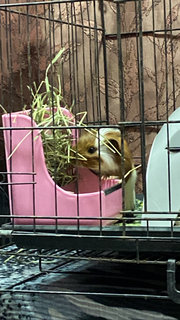 Chubby - Guinea Pig Small & Furry