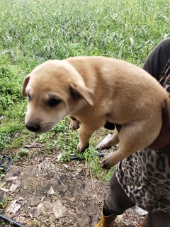 Mixed Breed Pups - Mixed Breed Dog