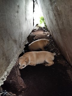 Mixed Breed Pups - Mixed Breed Dog