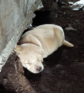 Mixed Breed Pups - Mixed Breed Dog