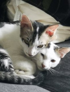 Atreus And Aloy - Domestic Short Hair Cat