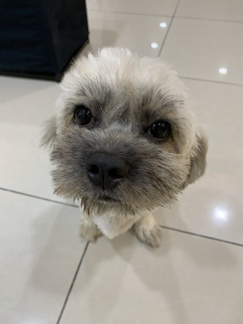 Luna - Shih Tzu + Poodle Dog