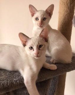 Cleo &amp; Marla - Domestic Short Hair Cat