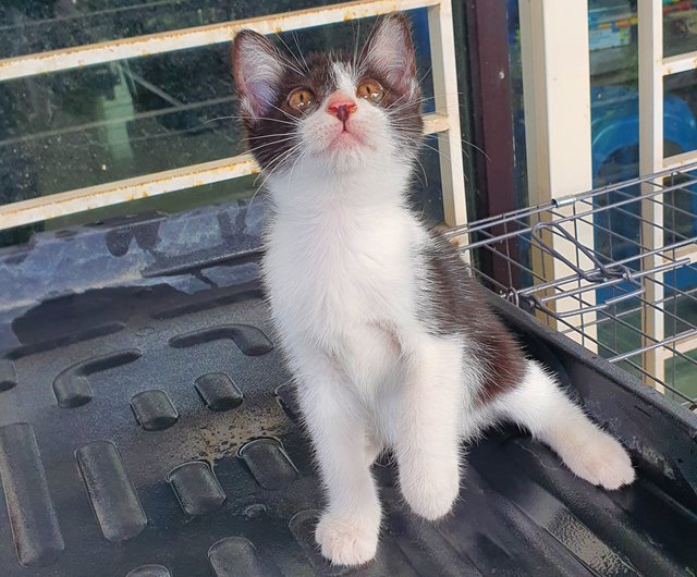 Stripey, Curvy, Blackie - Domestic Medium Hair Cat