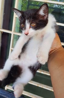 Stripey, Curvy, Blackie - Domestic Medium Hair Cat