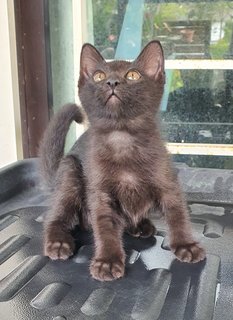 Stripey, Curvy, Blackie - Domestic Medium Hair Cat