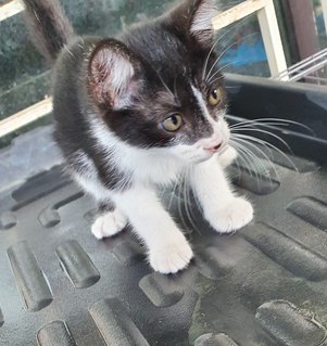 Stripey, Curvy, Blackie - Domestic Medium Hair Cat