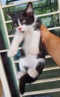 Stripey, Curvy, Blackie - Domestic Medium Hair Cat