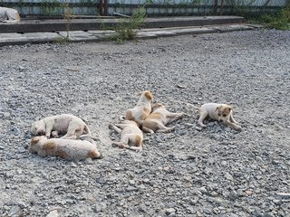 New Born Puppy - Mixed Breed Dog