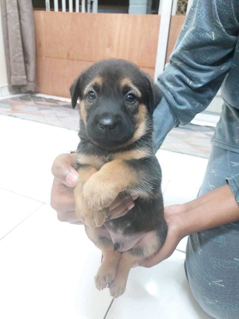 Fiji - Mixed Breed Dog