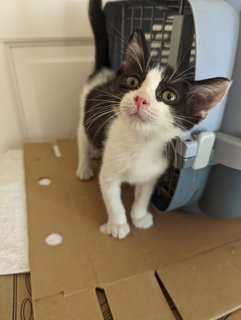 Milky And Oreo - Domestic Short Hair Cat