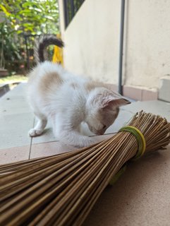 Milky And Oreo - Domestic Short Hair Cat