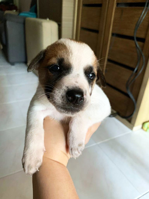 Puppy3 - Mixed Breed Dog