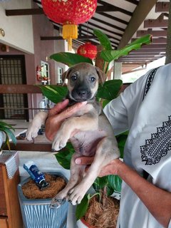 Kanye West - Mixed Breed Dog