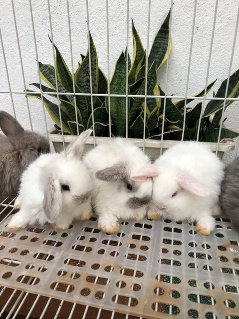 Holland Rabbits - Holland Lop Rabbit