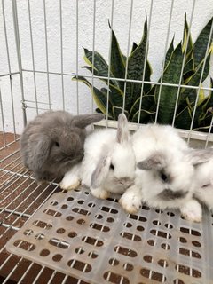 Holland Rabbits - Holland Lop Rabbit