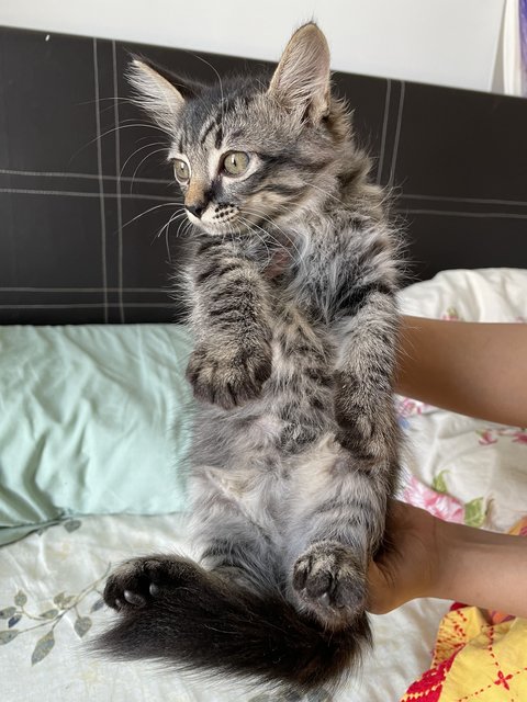 Mika - Maine Coon + Scottish Fold Cat