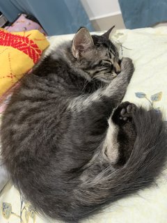 Mika - Maine Coon + Scottish Fold Cat