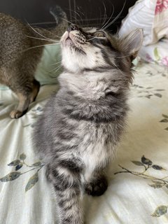 Mika - Maine Coon + Scottish Fold Cat