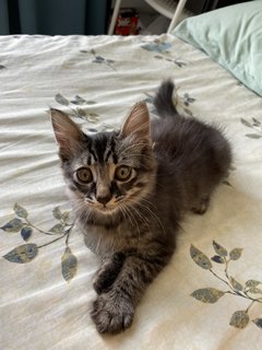 Mika - Maine Coon + Scottish Fold Cat