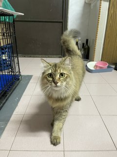 Raccoon - Domestic Long Hair + Tabby Cat