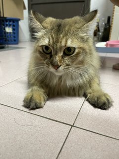 Raccoon - Domestic Long Hair + Tabby Cat