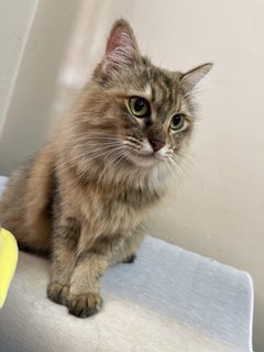 Raccoon - Domestic Long Hair + Tabby Cat