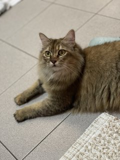 Raccoon - Domestic Long Hair + Tabby Cat