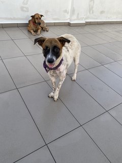 Clover  - Mixed Breed Dog