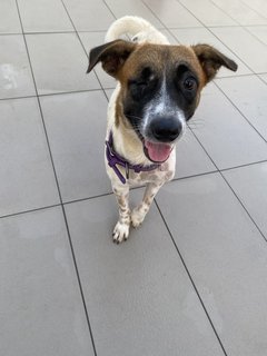 Clover  - Mixed Breed Dog